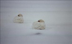 2 zwanen in de sneeuw
